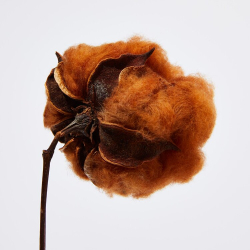 Frottier Handt�cher Gestreifte Bio-Baumwolle in Farbig gewachsener Braun / Naturwei�