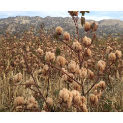 Frottier Handt�cher Gestreifte Bio-Baumwolle in Farbig gewachsener Braun / Naturwei�